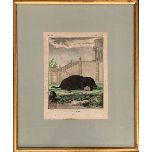 295 - Natural history interest: M.R. veuve Tardieu after Jacques Eustache de Sève, four 18th century colou... 