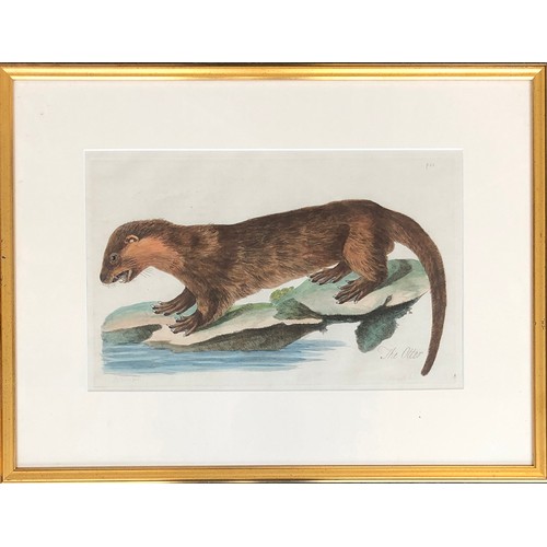 297 - After Peter Mazell (Irish 1733-1808), two hand coloured 18th century engravings, 'The Otter' and one... 