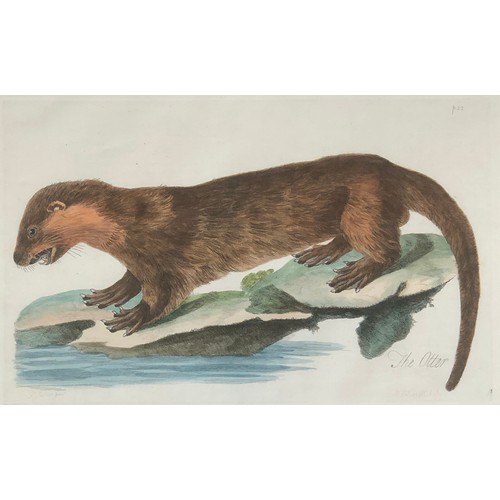 297 - After Peter Mazell (Irish 1733-1808), two hand coloured 18th century engravings, 'The Otter' and one... 