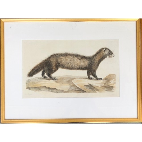 297 - After Peter Mazell (Irish 1733-1808), two hand coloured 18th century engravings, 'The Otter' and one... 