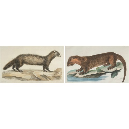 297 - After Peter Mazell (Irish 1733-1808), two hand coloured 18th century engravings, 'The Otter' and one... 