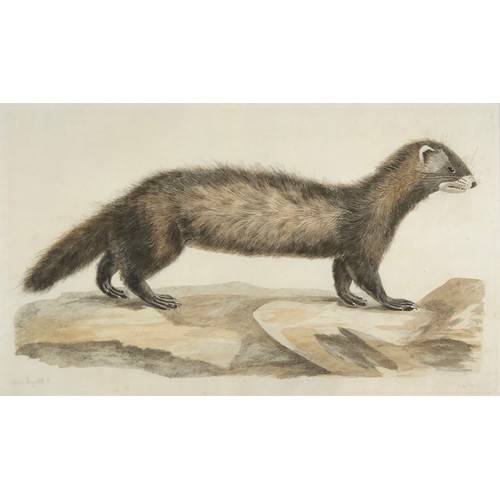 297 - After Peter Mazell (Irish 1733-1808), two hand coloured 18th century engravings, 'The Otter' and one... 