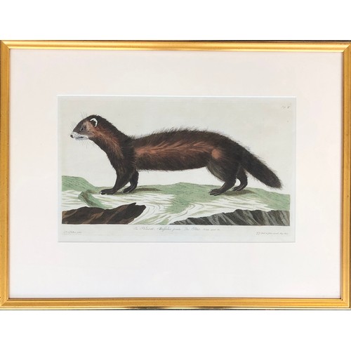 298 - After Peter Paillou (1720-1790), two hand coloured 18th century engravings, 'The Polecat', 27x43cm, ... 