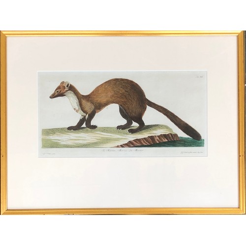 298 - After Peter Paillou (1720-1790), two hand coloured 18th century engravings, 'The Polecat', 27x43cm, ... 