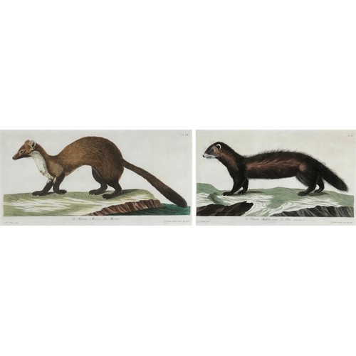 298 - After Peter Paillou (1720-1790), two hand coloured 18th century engravings, 'The Polecat', 27x43cm, ... 