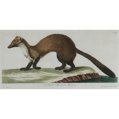 298 - After Peter Paillou (1720-1790), two hand coloured 18th century engravings, 'The Polecat', 27x43cm, ... 