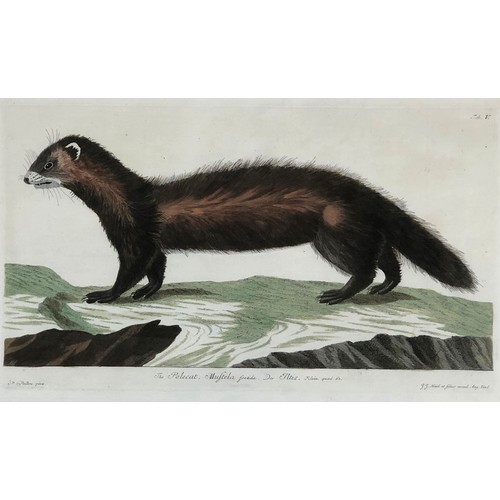 298 - After Peter Paillou (1720-1790), two hand coloured 18th century engravings, 'The Polecat', 27x43cm, ... 