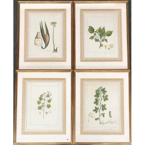 300 - A set of four 19th century hand coloured botanical engravings: 'Arachis Hypogaia', 'Physalis Esculen... 