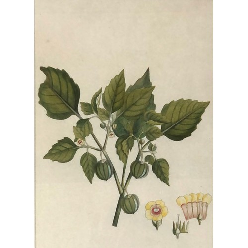 300 - A set of four 19th century hand coloured botanical engravings: 'Arachis Hypogaia', 'Physalis Esculen... 