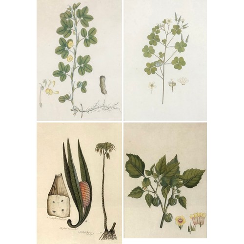 300 - A set of four 19th century hand coloured botanical engravings: 'Arachis Hypogaia', 'Physalis Esculen... 