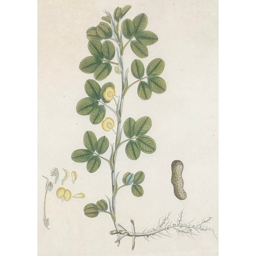 300 - A set of four 19th century hand coloured botanical engravings: 'Arachis Hypogaia', 'Physalis Esculen... 