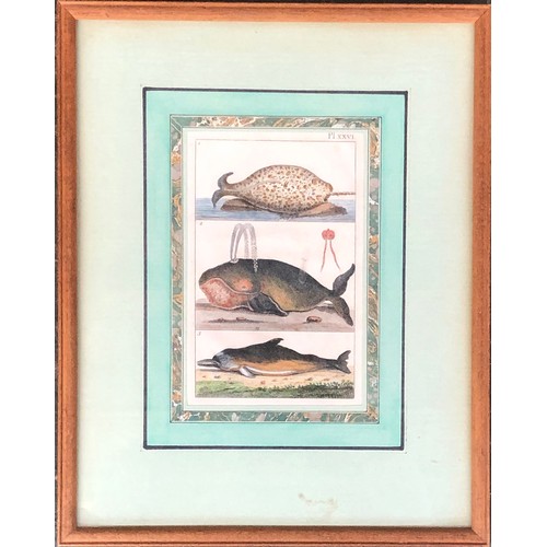 299 - Natural history interest: a hand coloured engraving depicting a narwhal, whale and dolphin, 15x10cm