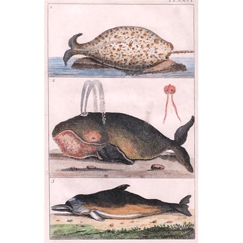 299 - Natural history interest: a hand coloured engraving depicting a narwhal, whale and dolphin, 15x10cm