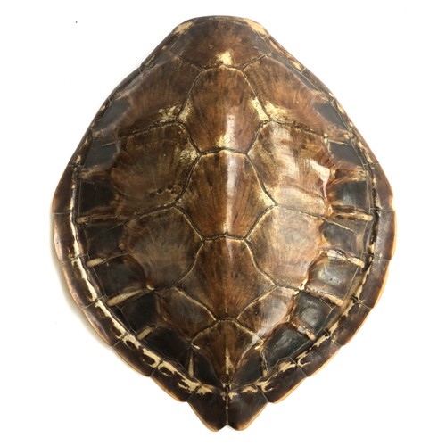 194 - Taxidermy interest: a turtle shell, 38cmL