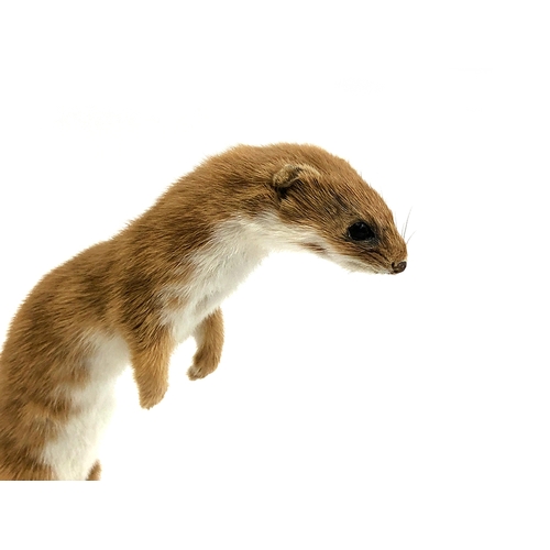 196 - Taxidermy interest: a weasel mounted on a stump, by Dawn Warr, 20cmH