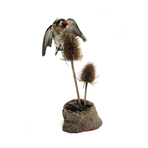 197 - Taxidermy interest: a goldfinch mounted on two teasels, by Dawn Warr, 25cmH