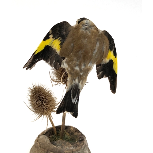 197 - Taxidermy interest: a goldfinch mounted on two teasels, by Dawn Warr, 25cmH