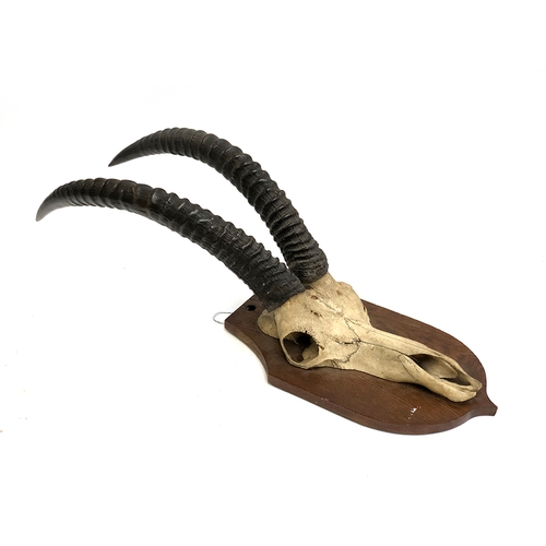 199 - Taxidermy interest: a set of antelope horns mounted on a wooden shield, 90cm high overall