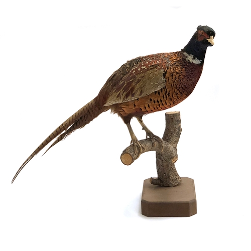 205 - Taxidermy interest: a cock pheasant perched upon a brach, 51cmH