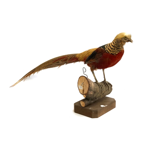 206 - Taxidermy interest: a golden cock pheasant, mounted on a log, 40cmH