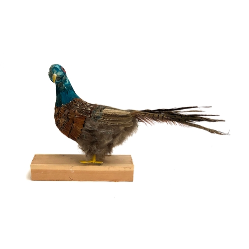 207 - Taxidermy interest (!): a made up pheasant like bird