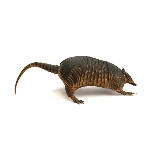 192 - Taxidermy interest, a stuffed armadillo, approx. 61cmL