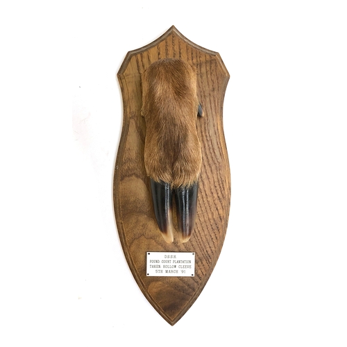 186 - Stag hunting interest: Red deer slot mounted on wooden shield 'D.S.S.H. Found: Court Plantation Take... 