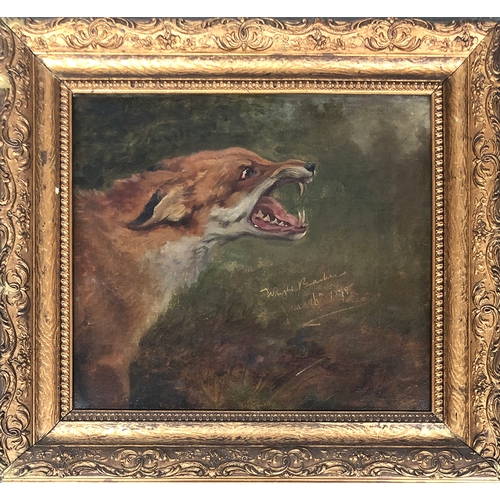 239 - Wright Barker (1864-1941), Study of a Fox, signed and dated 'Wright Barker 1898, oil on canvas, 37x4... 