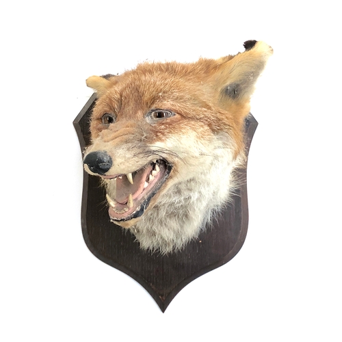 188 - Taxidermy interest: Fox Mask, circa early 20th century, by Peter Spicer & Sons, Taxidermists, Leamin... 