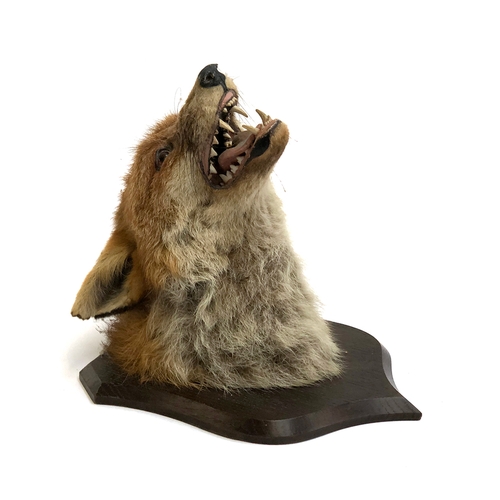 188 - Taxidermy interest: Fox Mask, circa early 20th century, by Peter Spicer & Sons, Taxidermists, Leamin... 