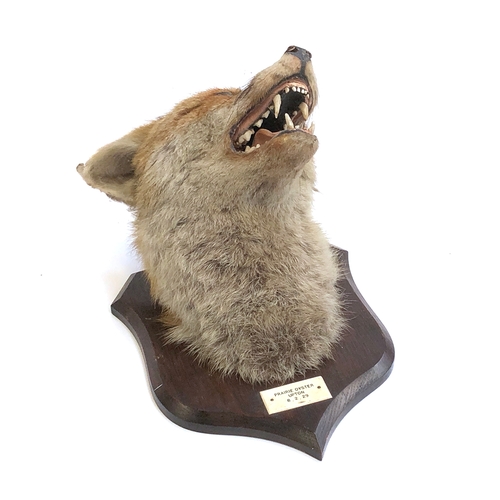 189 - Taxidermy interest: Fox Mask, circa early 20th century, by Peter Spicer & Sons, Taxidermists, Leamin... 