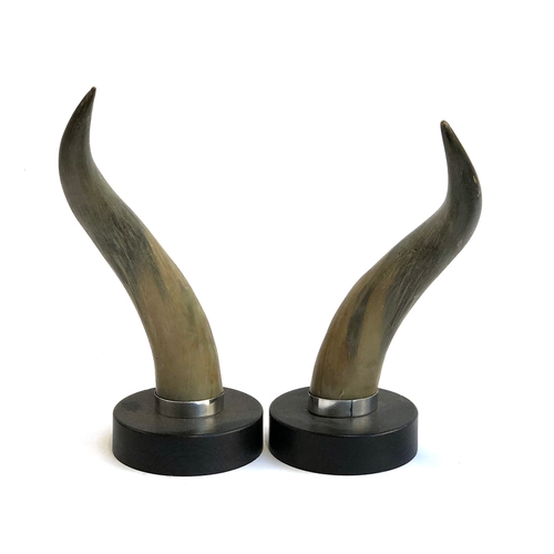 187 - A pair of bufalo horns, mounted individually on loaded wooden plinths, 54cm high