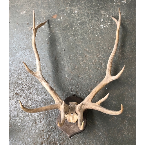 185 - An impressively large pair of wapiti deer antlers, 16 points, approx. 100cmW and 135cmH