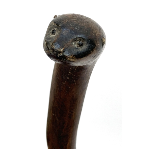 88 - A short elm stick the knop carved as an otters mask, 67cmL