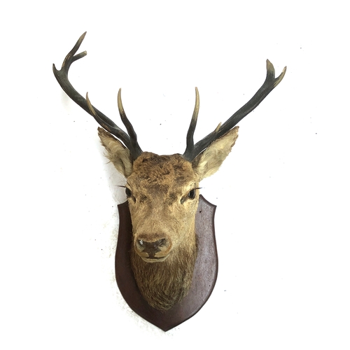 190 - Taxidermy interest: a red dear shoulder mount, approx. 60cm wide