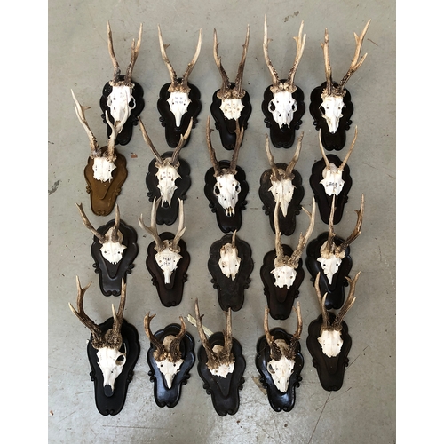 217 - 20 small antler mounts, on shaped resin shields