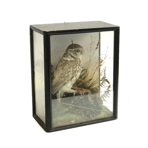 370 - Taxidermy interest: a Little owl in naturalistic setting, in a glazed case, the case 33x27x15cm