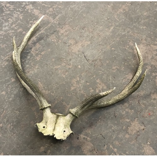 1318 - A set of seven point deer antlers, 62cmW