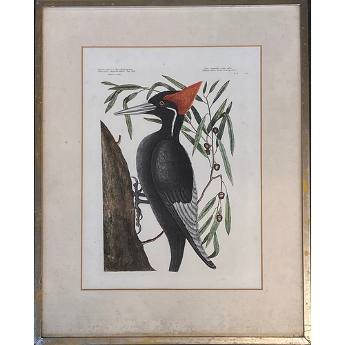 896 - 20th century reproduction print, 'Largest White Bill'd Woodpecker' from Mark Catesby Natural History... 