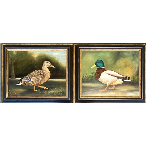 903 - R. Churchill, a pair of 20th century oil on panel studies of a mallard duck and drake, 39x49cm