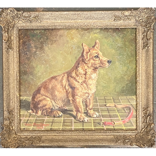 915 - Helen MacGregor, corgi study, oil on board, signed and dated 1955, 35x40cm