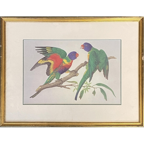 956 - A reproduction colour prints of parrots, 23x35cm