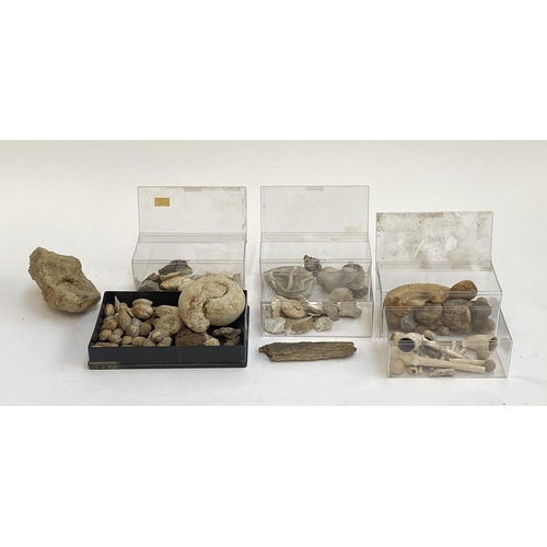 309 - Natural History and archaeology interest: a small collection of various fossils, together with a sma... 