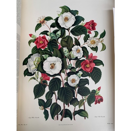 527 - A large facsimile volume of 'Monograph on the Genus Camellia' by S. Curtis from the original drawing... 