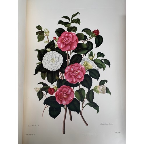 527 - A large facsimile volume of 'Monograph on the Genus Camellia' by S. Curtis from the original drawing... 