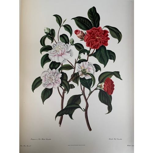 527 - A large facsimile volume of 'Monograph on the Genus Camellia' by S. Curtis from the original drawing... 