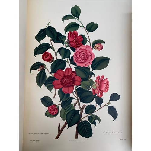 527 - A large facsimile volume of 'Monograph on the Genus Camellia' by S. Curtis from the original drawing... 