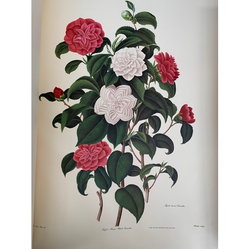 527 - A large facsimile volume of 'Monograph on the Genus Camellia' by S. Curtis from the original drawing... 