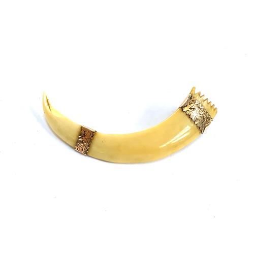 26 - A late 19th century yellow metal mounted boar tusk, 7.5cmW