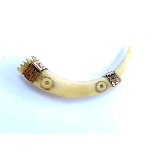 26 - A late 19th century yellow metal mounted boar tusk, 7.5cmW